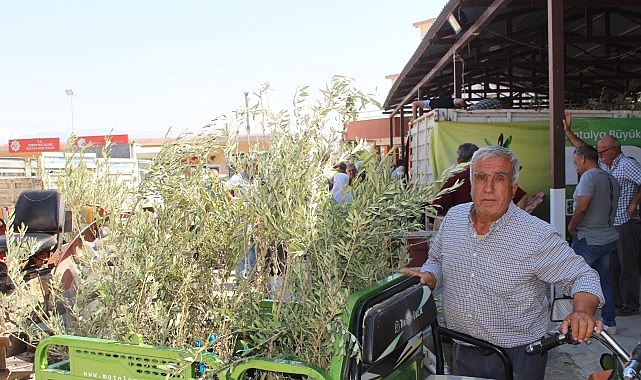 Büyükşehir’den 19 ilçeye 40 bin zeytin fidanı desteği