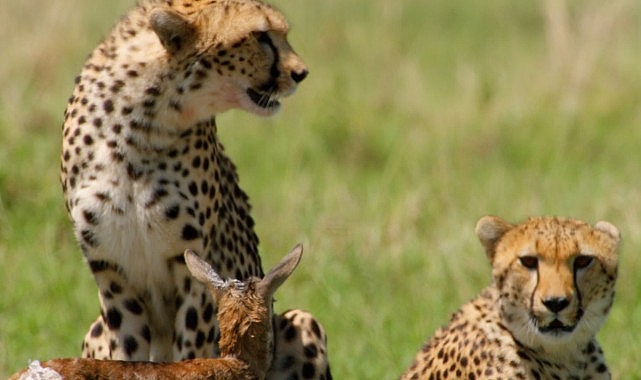 ‘Afrika’nın Vahşi Dahileri’, 2 Kasım Pazar 20.00’de National Geographic WILD Ekranlarında!