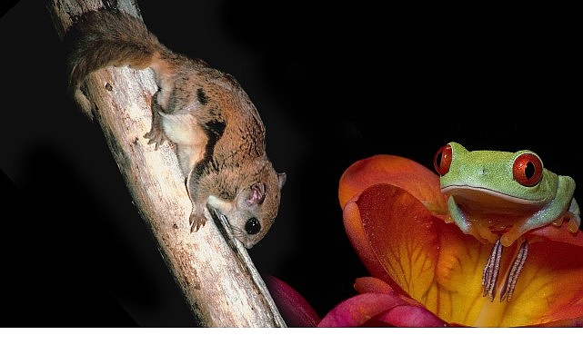 3 Bölümden Oluşan ‘Doğanın En Tuhafları’,   18 Ocak Pazar 20.00’de İlk İki Bölümüyle  National Geographic WILD Ekranlarında!