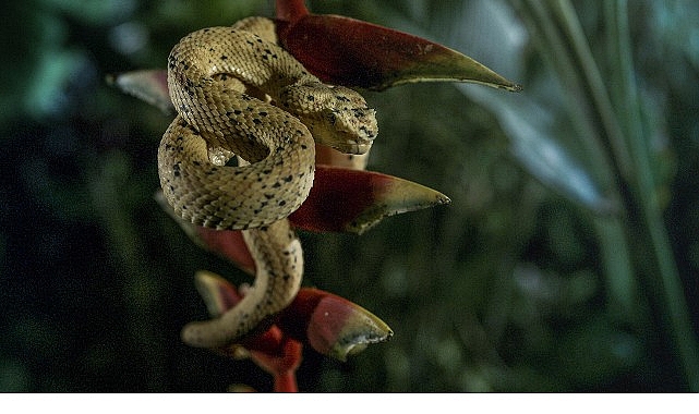 ‘Karanlık Çökünce Özel’,   4 Ocak Pazar 20.00’de   National Geographic WILD Ekranlarında!