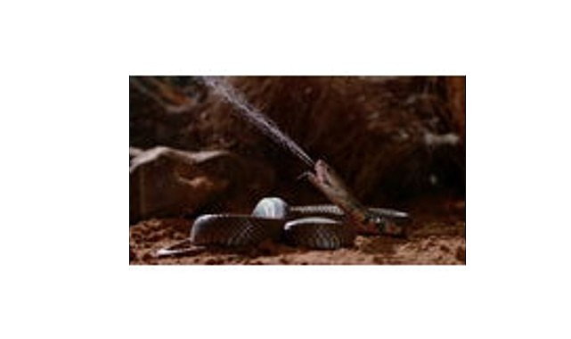 ‘Zehir Dosyaları: Yılan Isırığının Anatomisi’,   29 Mart Pazar 20.00’de   National Geographic WILD Ekranlarında!