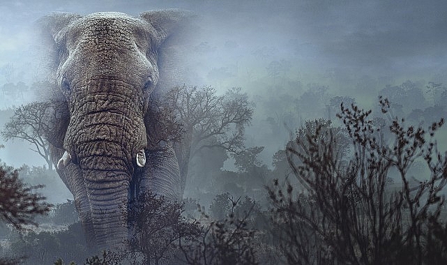 Hayalet Filler’,   11 Mart Çarşamba 20.00’de   National Geographic WILD Ekranlarında!