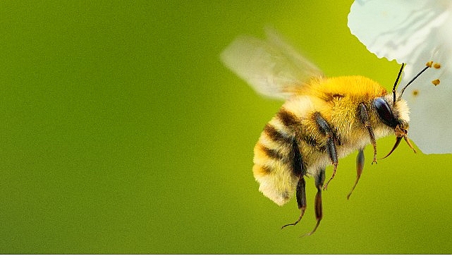 ‘Arıların Gizemli Dünyası’,   7 Nisan Salı Saat 20.00 ve 21.00’de İki Bölüm Art Arda  National Geographic WILD Ekranlarında İzleyicilerle Buluşuyor!