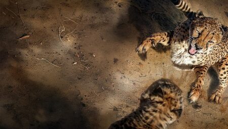 ‘Safarinin Gizli Dünyası’,   6 Eylül Pazar Saat 20.00’de İki Bölüm Art Arda National Geographic WILD Ekranlarında!