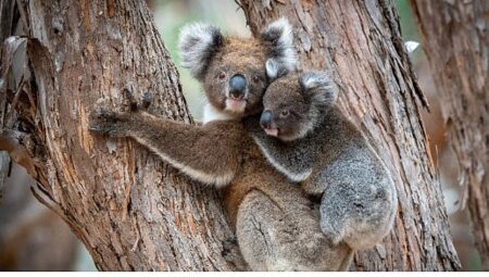 ‘Güneyin Minik Yavruları’,   31 Ekim Cumartesi Saat 20.00’de National Geographic WILD Ekranlarında İki bölüm Art Arda İzleyicilerle Buluşuyor!