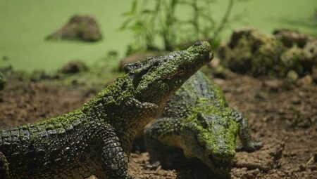 ‘Karayipler’in Vahşi Timsahları’,   25 Ekim Pazar Saat 20.00’de National Geographic WILD Ekranlarında!